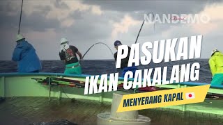 Banyak sekali pasukan ikan cakalang di lautan jepang . Skipjack tuna, pole and line 2024