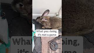 Flemish Giant Rabbit NEVER Listens To Me...