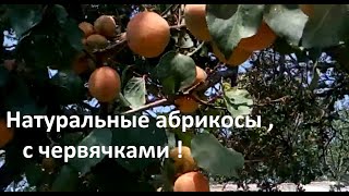 Натуральные абрикосы , с червячками !🍑🎃  Natural apricots with worms! Сад#О-город