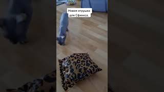 Пакет убегает от котика или котик от пакета.