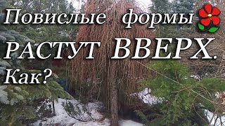 Как повислые формы растут вверх? Что будет, если не делать обрезку?