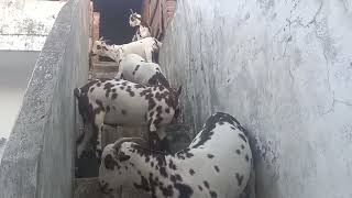 Barbari Bakra 50 kg Bahraich Uttar Pradesh (9919217511)