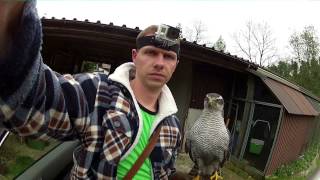 Goshawk vs Crows 8