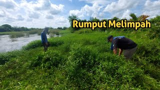 SEMUA PETERNAK PASTI NGILER LIHAT RUMPUT SEBANYAK INI || RUMPUT LIAR PAKAN KAMBING