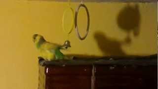 Happy parrot playing