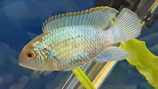 Electric blue acara cichlid care guide - how to care, tank mates, feeding and breeding Electric blue