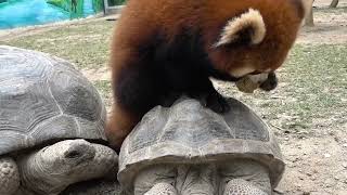 【red panda】Go, Turtle Knights!