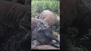 Komodo dragons eat goats