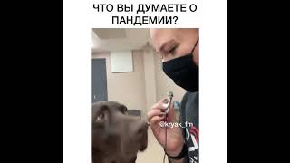 Что вы думаете о пандемии?