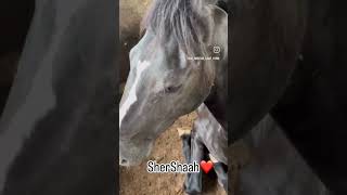 Yes Horses Do Sit #horse #love #viralvideo #explore #horselover