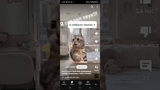 берите #tiktok #cat #актив #юмор