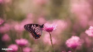 Pink Butterfly Pink Flower Pink Lover