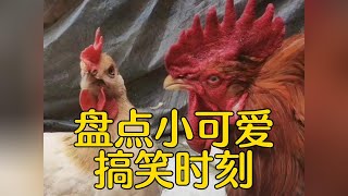 盘点小可爱搞笑时刻