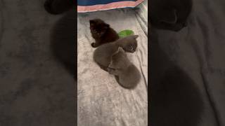 Very Cute Kittens #shorts #viral #trending #cat #shortsfeed #shortvideo #catlover #cat #texas #short