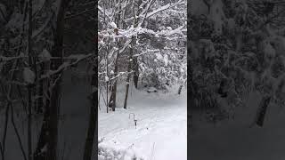 Peaceful Snowy Morning ❄️ #asmr #snow #winter #nature #relaxing #calm #chill #morning #peace