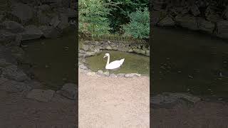 #shorts Höckerschwan Heimat-Tierpark Olderdissen Bielefeld  06.09.2024