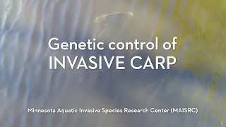 Genetic Control of Invasive Carp