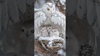 Owl family 🦉 in show #shorts #ytshorts #bird #owl #wildlife #snow #bbc