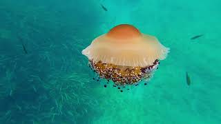 #Ocean #Marine Ocean life-Jellyfish-Medusa-fried egg