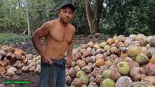 Proses kupas kelapa yg buahnya super super, untuk di jadikan kopra..