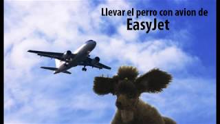 Llevar el perro con EasyJet