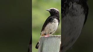 Abyssinian Wheatear VS 5000 BCE Abyssinian Wheatear. #birds