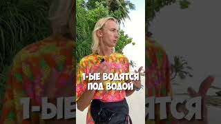 Есть ли змеи на Мальдивах? #мальдивы #shorts