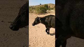 Buffalo in desert 🏜️. #yshorts #trending #viralshorts #buffalo