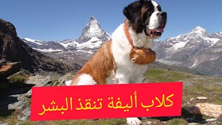 Elevage des Saint-Bernard du Pays du Mont Blanc   كلاب سانت برنارد  للإنقاذ