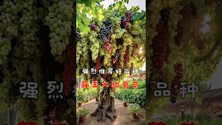 Grapes Plant.🍇#grape #sweet #shorts #fruit #vlog