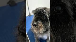 Watch this Schnoodle’s adorable transformation! ✂️🐾  #Schnoodle #groomingtips dogshorts