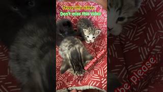 Don’t miss this video 😜 #kitten #cats #shorts #catsvideo#kittenplaying#viral #ytshorts#alishbavlogs