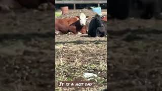 Giving the cows a nice cold drink of water in the tub