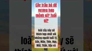 Cây Trầu bà Đế Vương hợp với tuổi gì