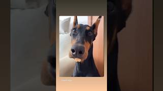 funny video 🤣 | dog music | Animal lovers