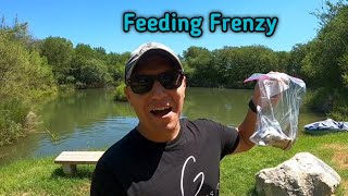 Feeding the Fish Shad watch them GO CRAZY!