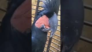 burung termahal kakak tua jambul hitam#shorts