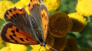 Butterflies and Moths (Lycaena phlaeas)