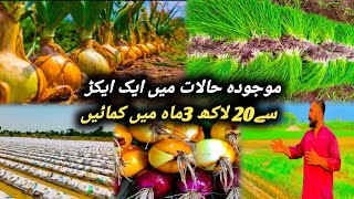 How to earn millions from Hybrid Onion Cultivation || Abbas Gujjar Vlog 😎