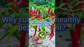 Why cut back a healthy pepper plant? #shortvideo #garden #youtubeshorts #howto #plants #viralvideo