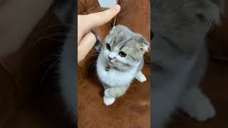 cut bunny 🐈🐈🐈🐈🐈🐈😍😍😍😍🙏🙏🙏🙏🙏pls like subscribe share Thanks