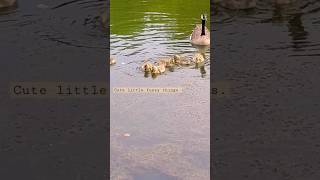 🦢Adorable lil'baby geese (goslings)in the morning. #nature #goslings #relaxingsounds #babies #cute 🐢