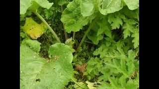 Wild plant food journey's #9 Burdocks. Arctium lappa / A.minor MP4