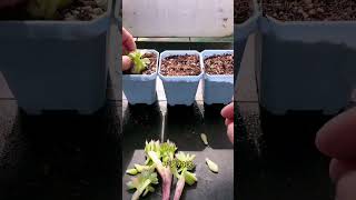 How to Cut succulent for planting #shorts