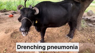 Drenching pneumonia in Buffalo 🐃 #trending #farming #vet