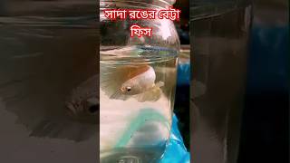 এবার আনলাম সাদা রঙের বেট্টা ফিস || White Betta fish in my farm ||#fish #tropicalfish #aquarium