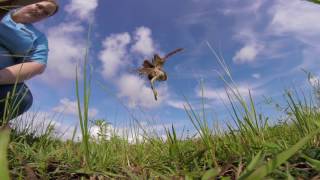 Burrowing Owl (#17-2237) Release