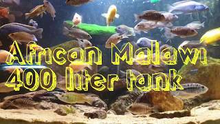 African Malawi tank 400 liter , cichlids fish