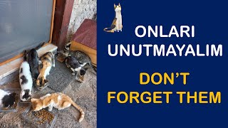 Onları Unutmayalım 🐱