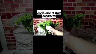 Media tanam yg tepat untuk suplir #pupukorganikterbaik #pupukterbaik